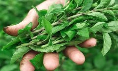 如何生產(chǎn)栽培番杏芽苗菜？