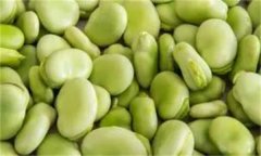 如何穴盤(pán)栽培生產(chǎn)蠶豆芽(苗)？