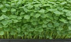 如何用苗盤(pán)栽培生產(chǎn)相思豆苗？