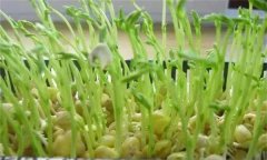 松柳芽苗菜如何進(jìn)行苗盤(pán)栽培生產(chǎn)？