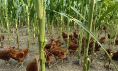 如何在玉米地里養(yǎng)雞？