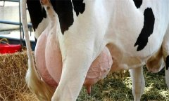 如何飼養(yǎng)泌乳初期奶牛？