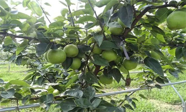 梨樹在初果期如何修剪