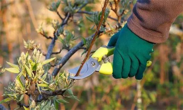 梨樹在盛果期應(yīng)當(dāng)如何進行修剪