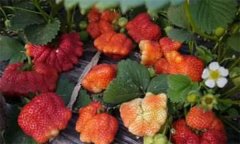 大棚草莓畸形果較多怎么辦？