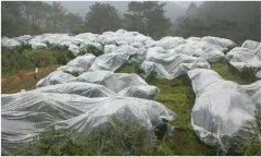 蘋(píng)果樹(shù)如何預(yù)防寒潮災(zāi)害？