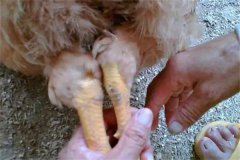 雞關(guān)節(jié)紅腫是什么原因？