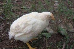 雞白痢是垂直傳播還是水平傳播？