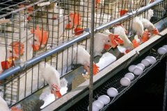 雛雞籠養(yǎng)會(huì)減少疾病嗎？籠養(yǎng)雞需注意幾個(gè)問(wèn)題