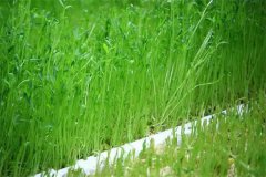 豌豆芽苗菜如何防止?fàn)€種畸形？