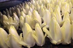 芽球菊苣的根株如何整理、如何栽培？