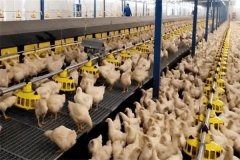 怎樣加強(qiáng)肉用種雞的光照管理？