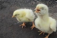 雞慢性呼吸道病流行特點(diǎn)、臨床癥狀與防治方法