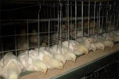 肉雞30日齡后“過(guò)料”是怎么回事？怎樣防治？